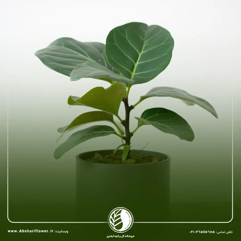 قیمت فیکوس لیراتا آفریقایی