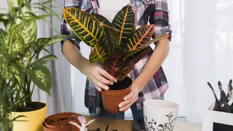 آموزش نگهداری از گیاهان آپارتمانی کروتون (Croton)