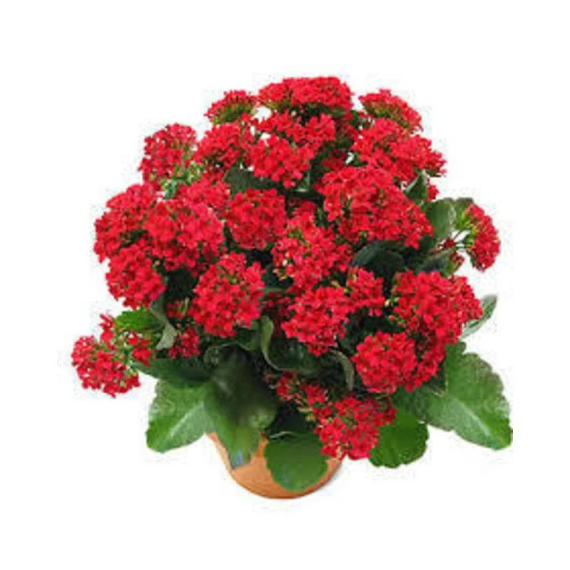 نگهداری از گیاهان آپارتمانی گیاه کالانکوئه Florist’s Kalanchoe