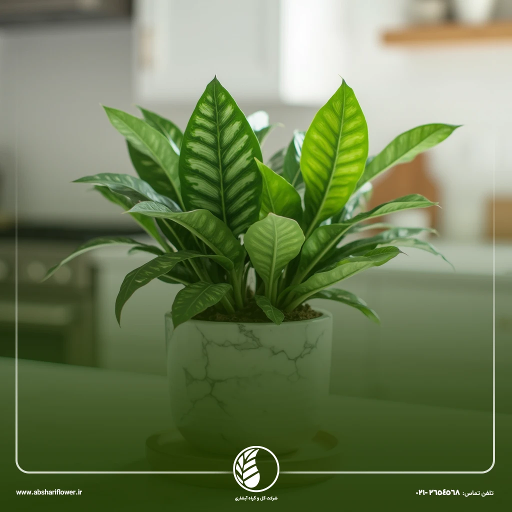 آگلونما (Chinese Evergreen)