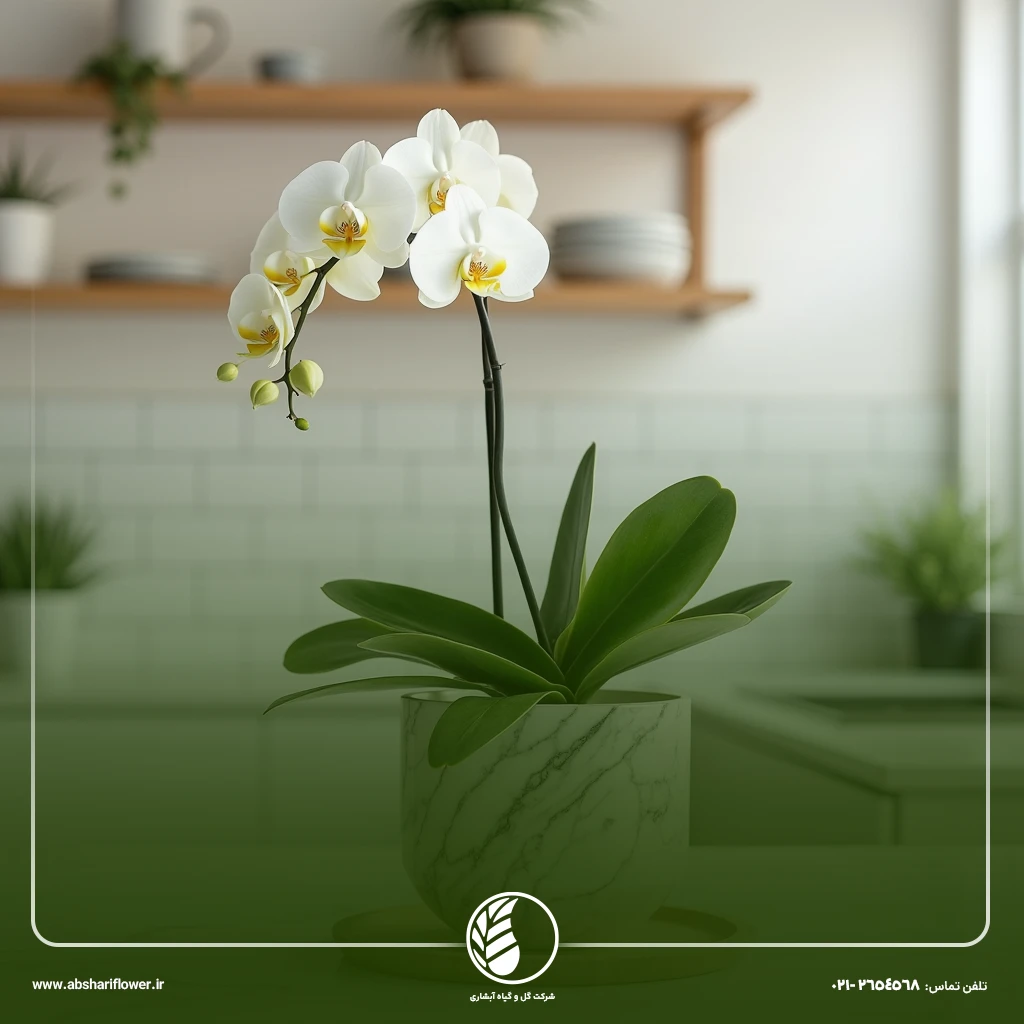 ارکیده (Orchid)