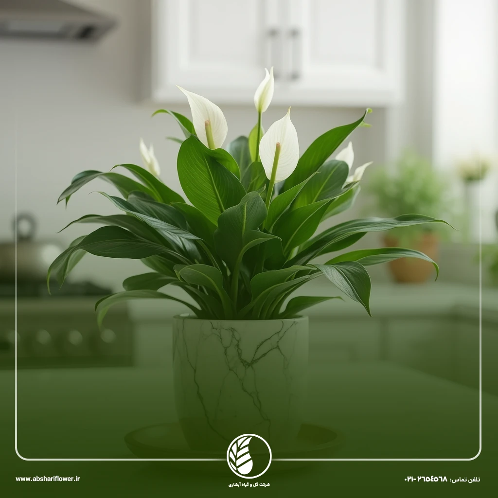 اسپاتی فیلوم (Peace Lily)