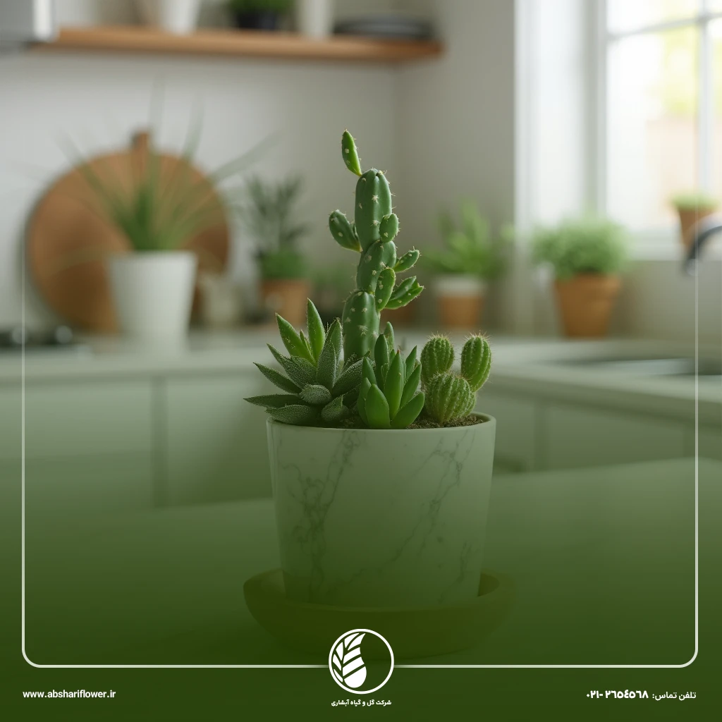 کاکتوس و ساکولنت‌ها (Cactus & Succulents)