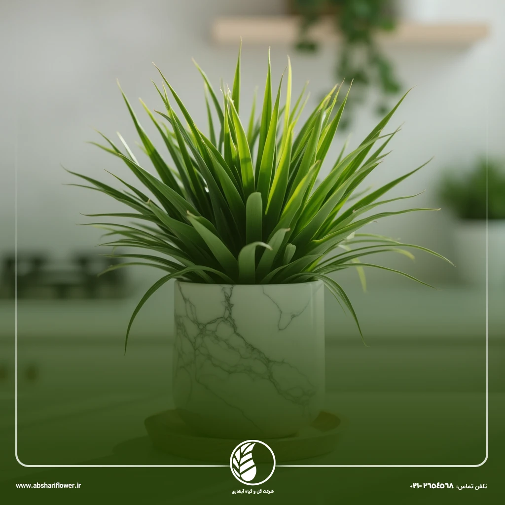 گیاه گندمی (Spider Plant)