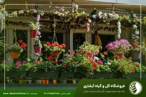 فروش گل و گیاه آپارتمانی در تهران