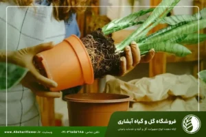 بهترین کود برای سانسوریا | کود مناسب برای گیاه سانسوریا