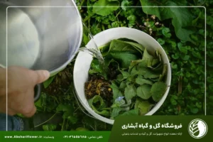 کود جلبک دریایی برای چه گیاهانی مناسب است؟