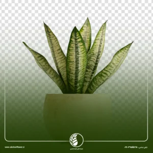 آگلونما لجنی