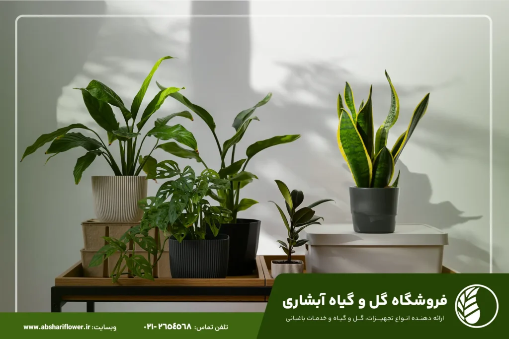 گیاهان آپارتمانی