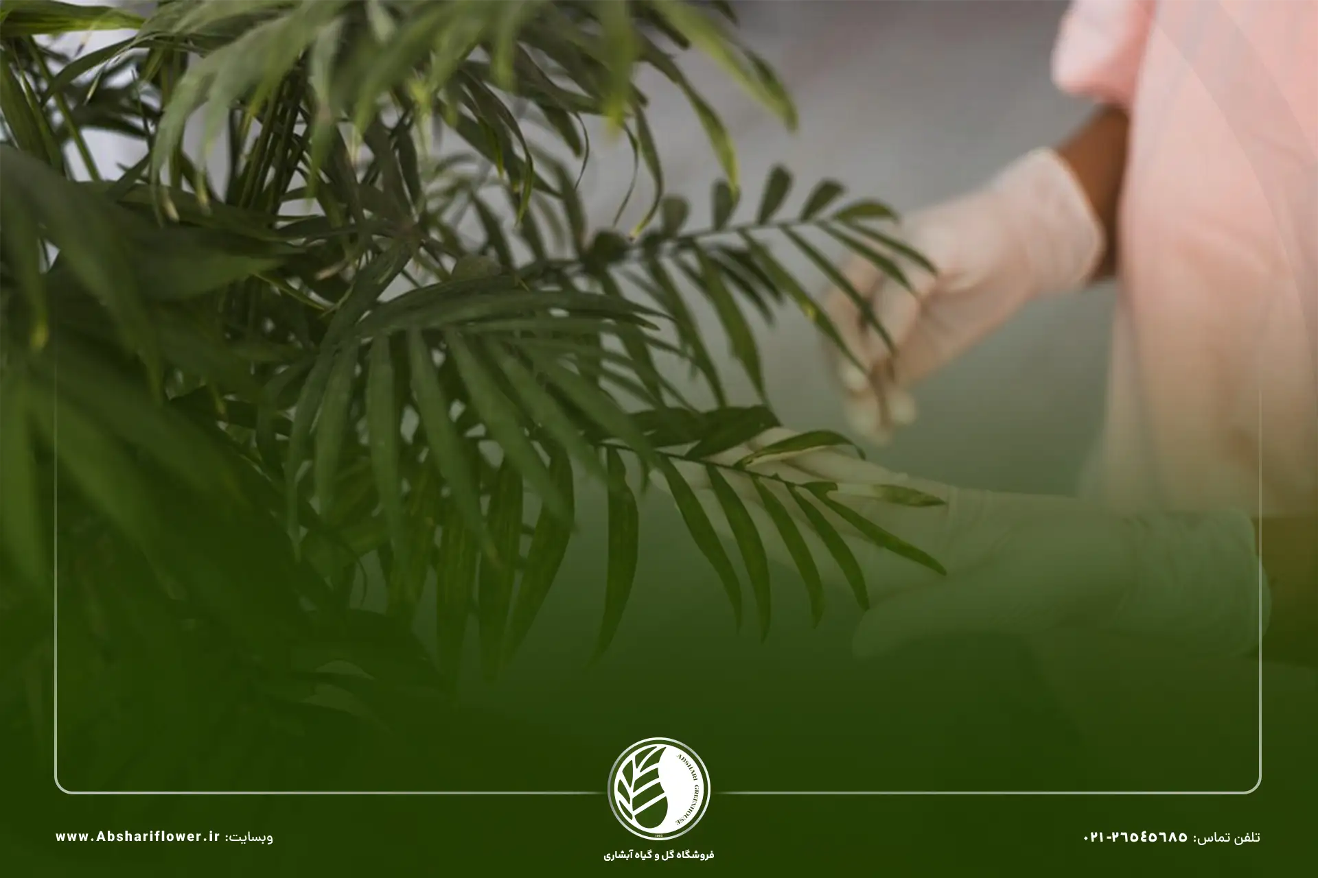 گیاهان مناسب برای اتاق خواب