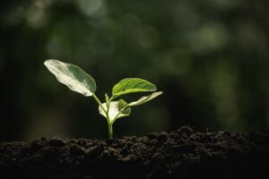 خرید آنلاین خاک برگ